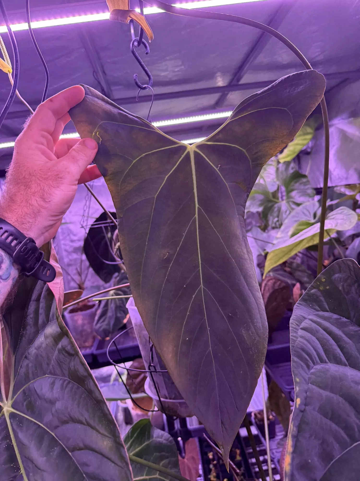 plant/Ree Gardens portilloi (OG NSE) x RVDP seeds x2-0