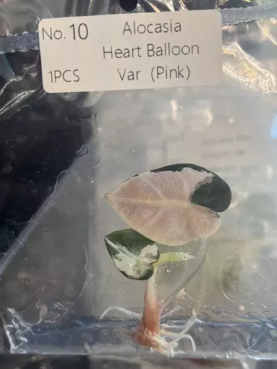 plant/Pink balloon heart exact tc-0-thumbnail