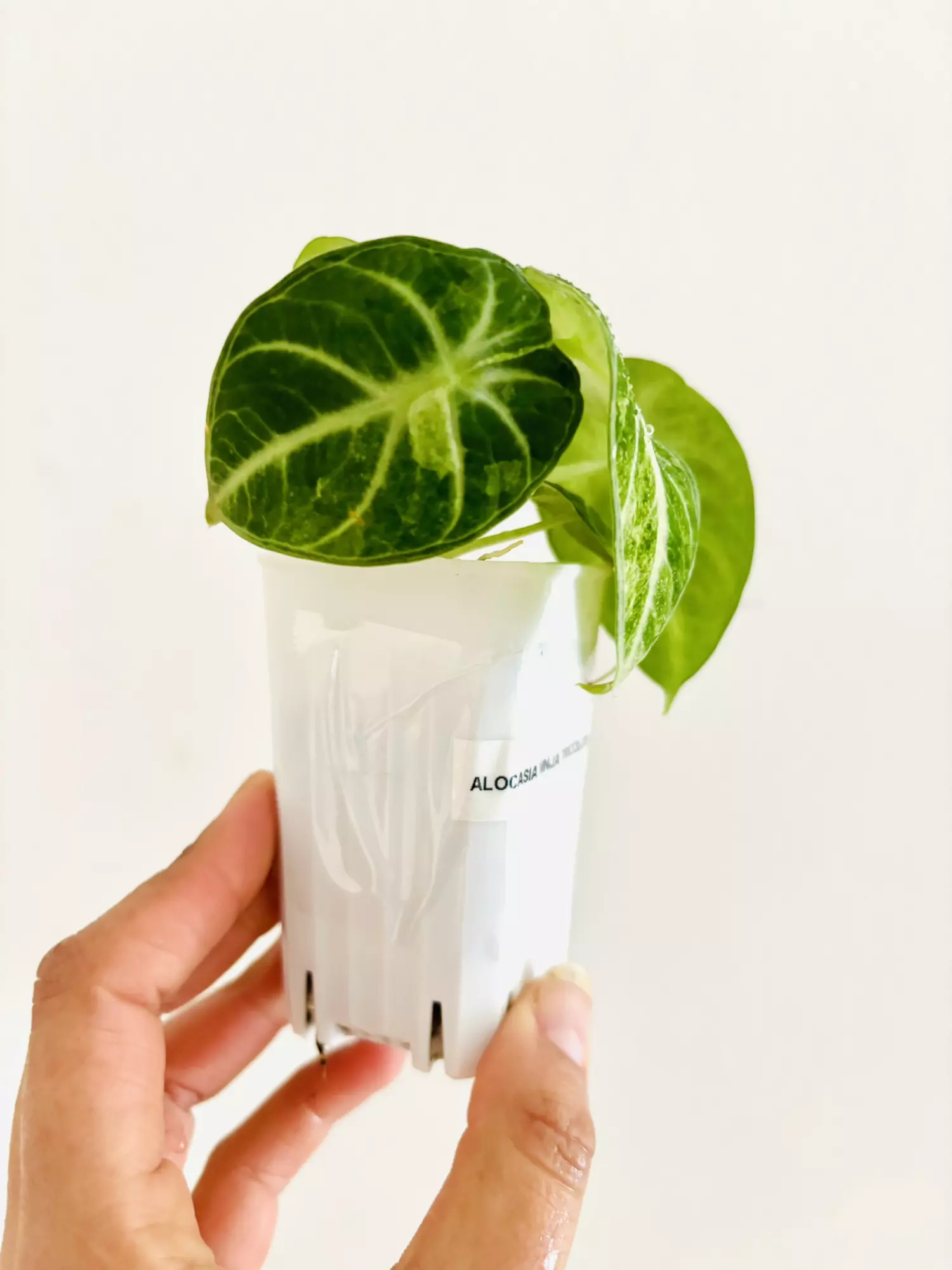 plant/Alocasia Ninja Tricolor Variegata Plant-1