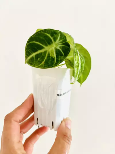 plant/Alocasia Ninja Tricolor Variegata Plant-1-thumbnail