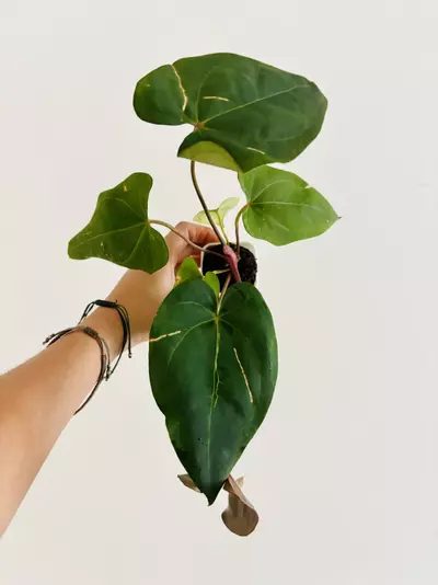 plant/Anthurium Carla x Pap Red Sinus-2-thumbnail