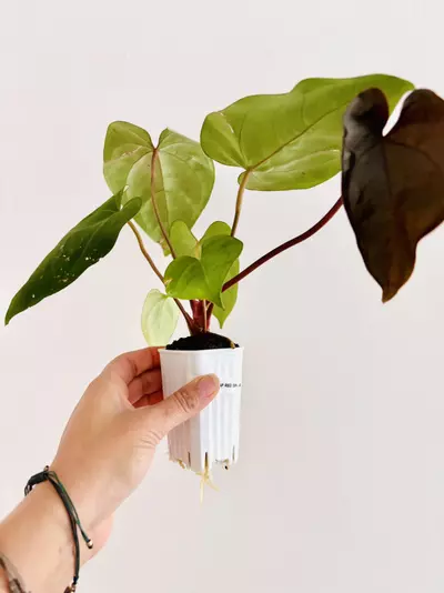 plant/Anthurium Carla x Pap Red Sinus-0-thumbnail