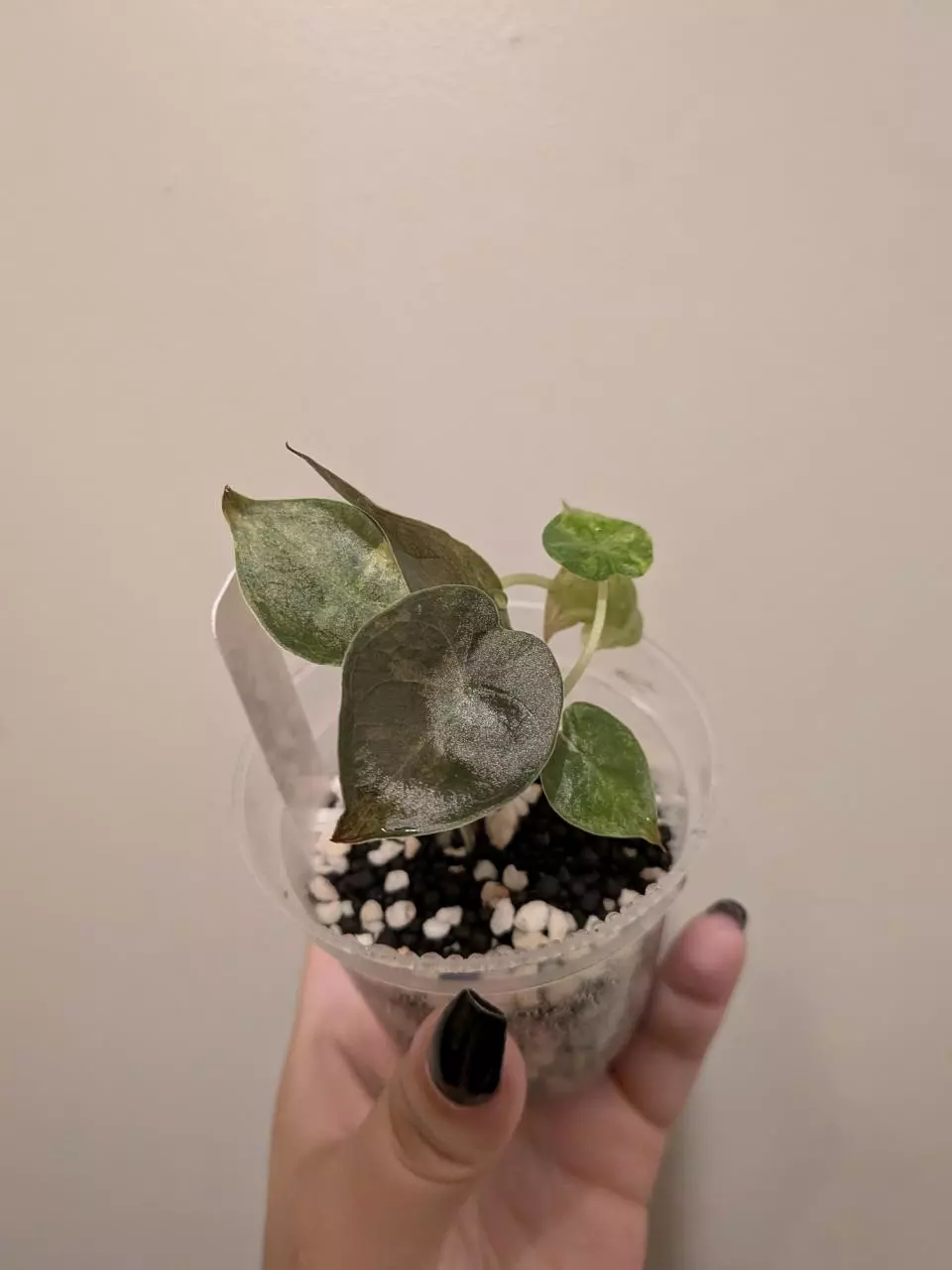 plant/Wentii Aurea-0