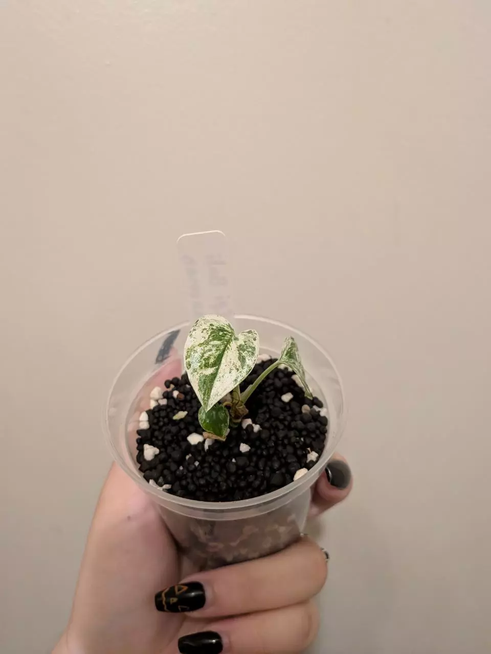 plant/Epi Bali Hanonman-0