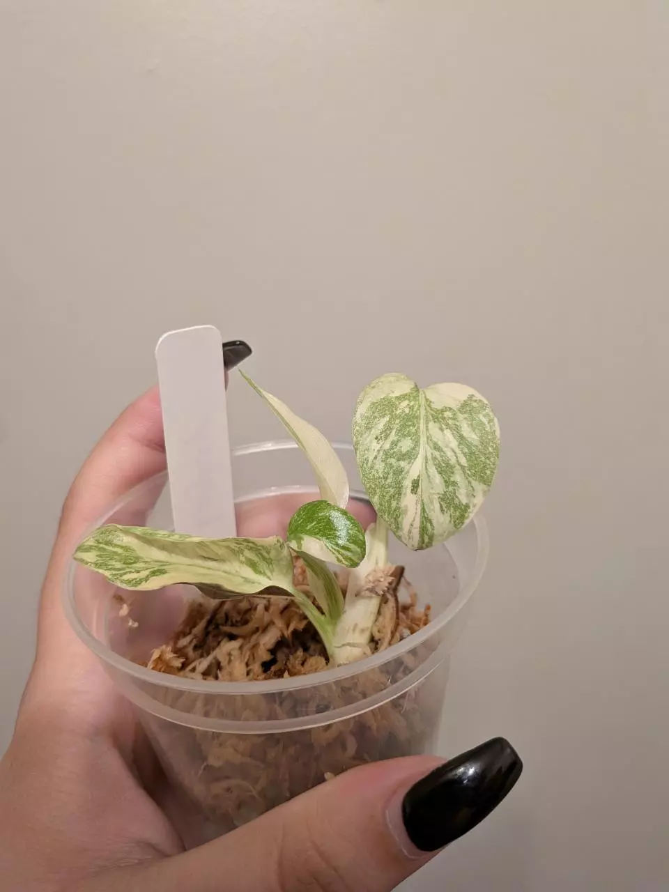 plant/Monstera Legacy-0