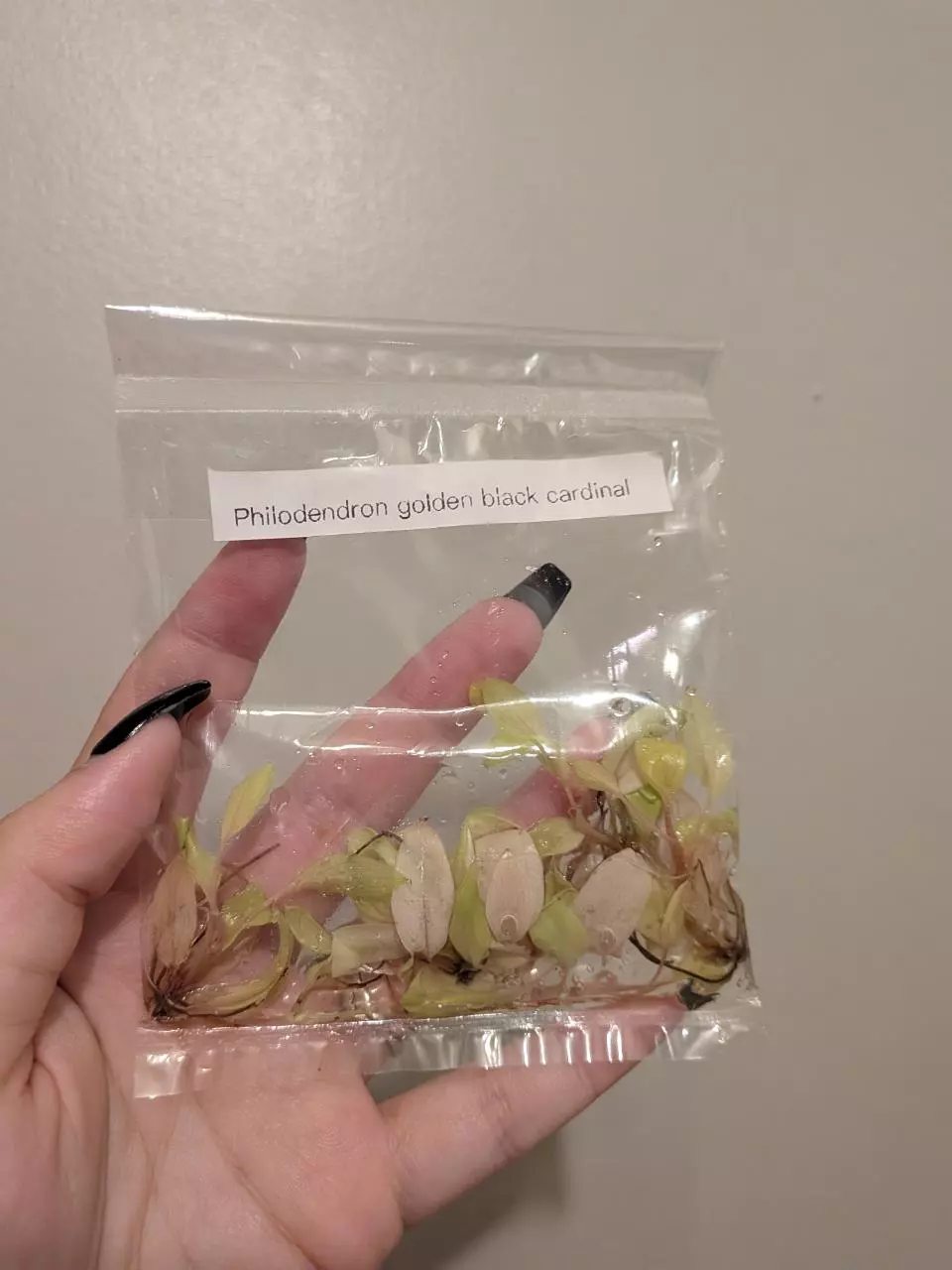 plant/Philo Black Cardinal 5 pk TC-0