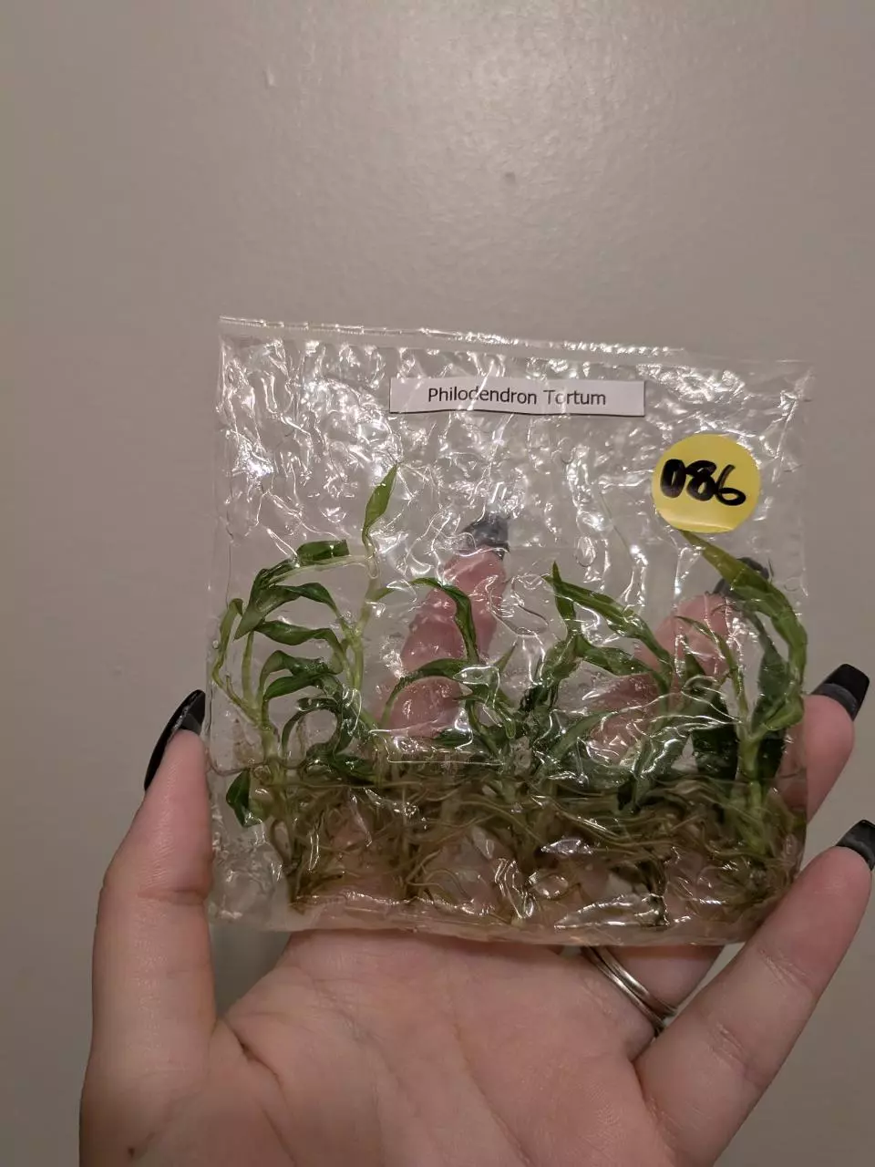 plant/Philo Tortum TC 5pk -0