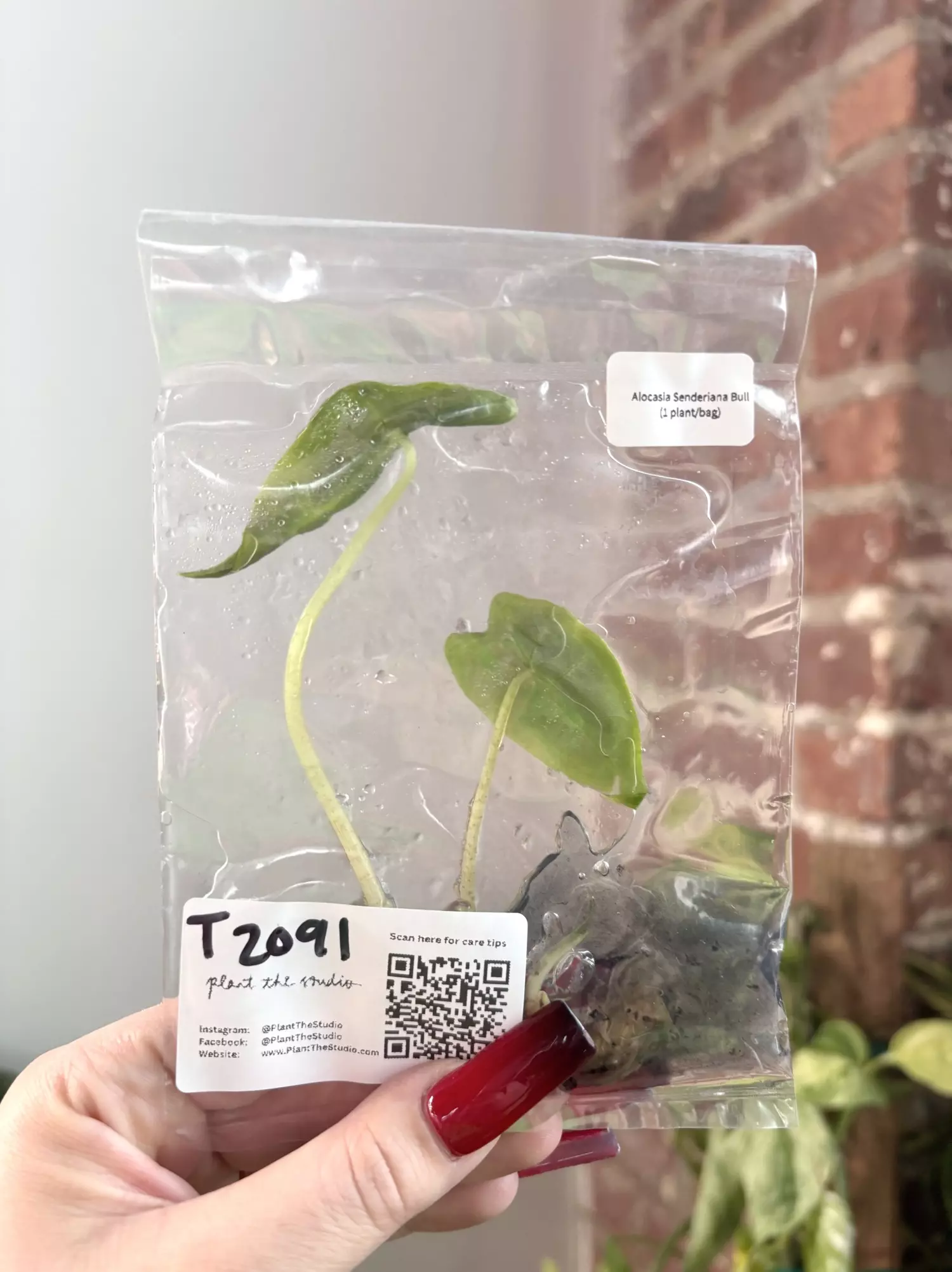 plant/T2091 Alocasia Sanderiana Bull with charcoal in agar-0