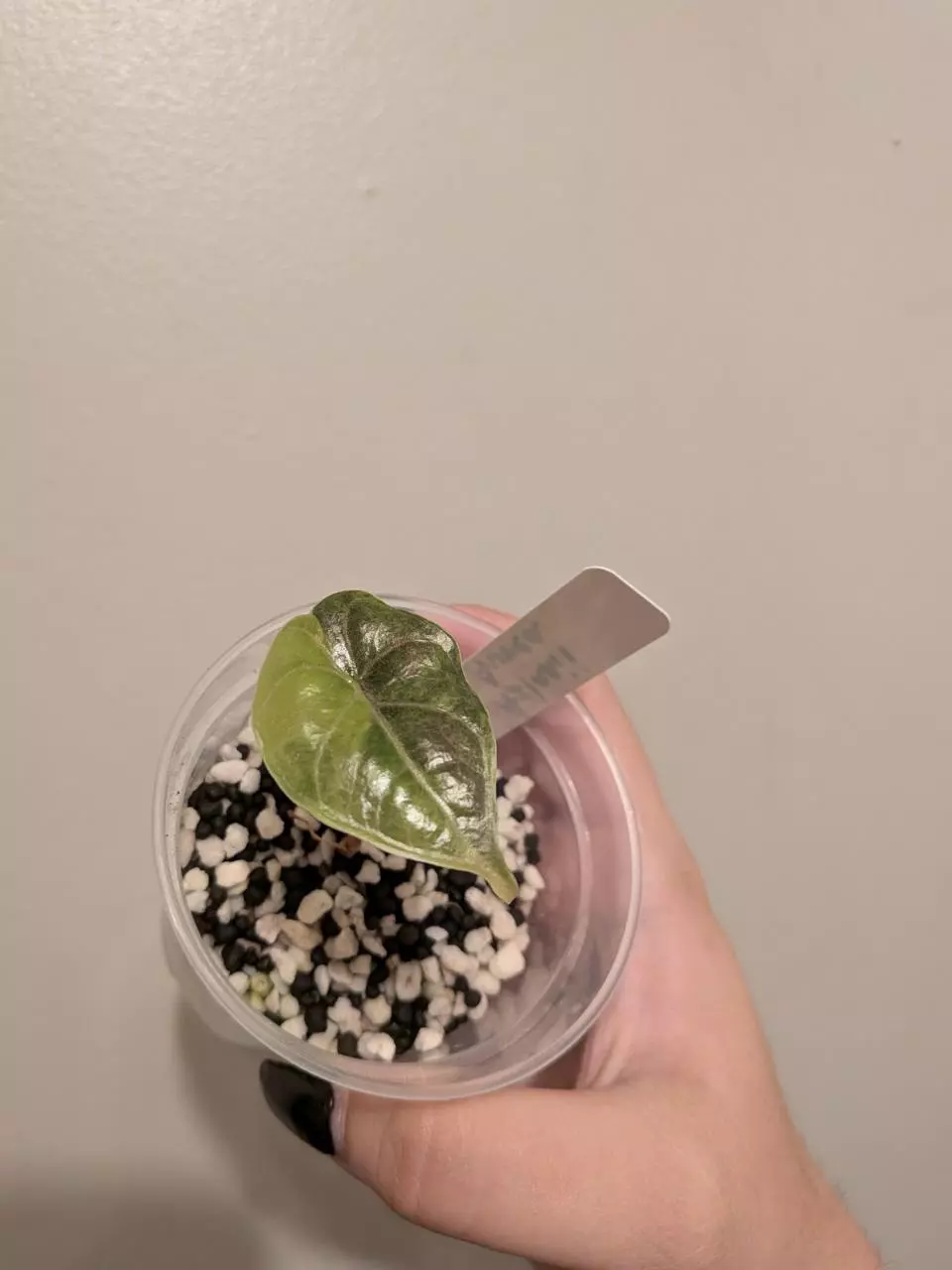 plant/Azlanii Aurea-0