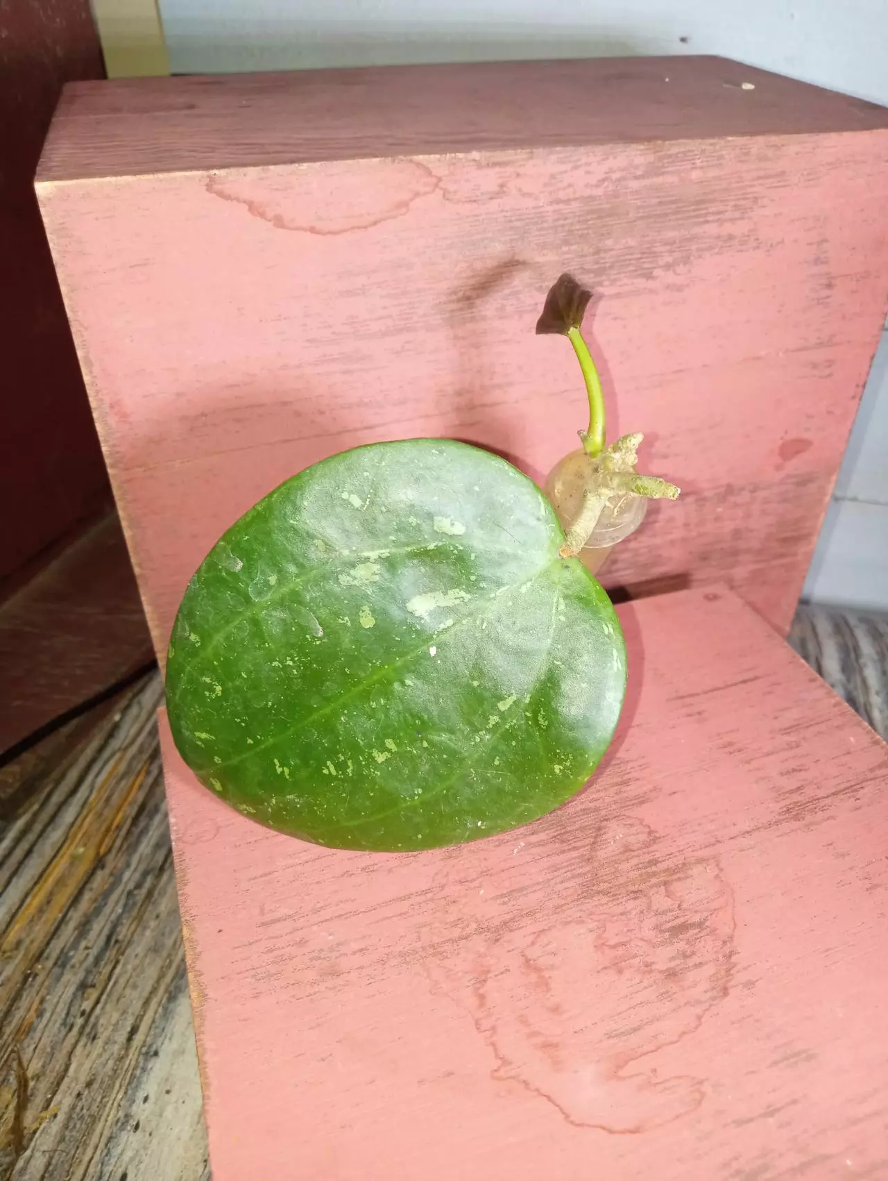 plant/Hoya latifolia snow queen-0