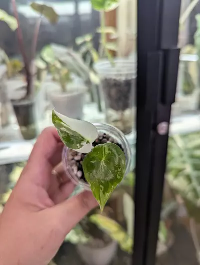 plant/Longiloba albo pink back-0-thumbnail