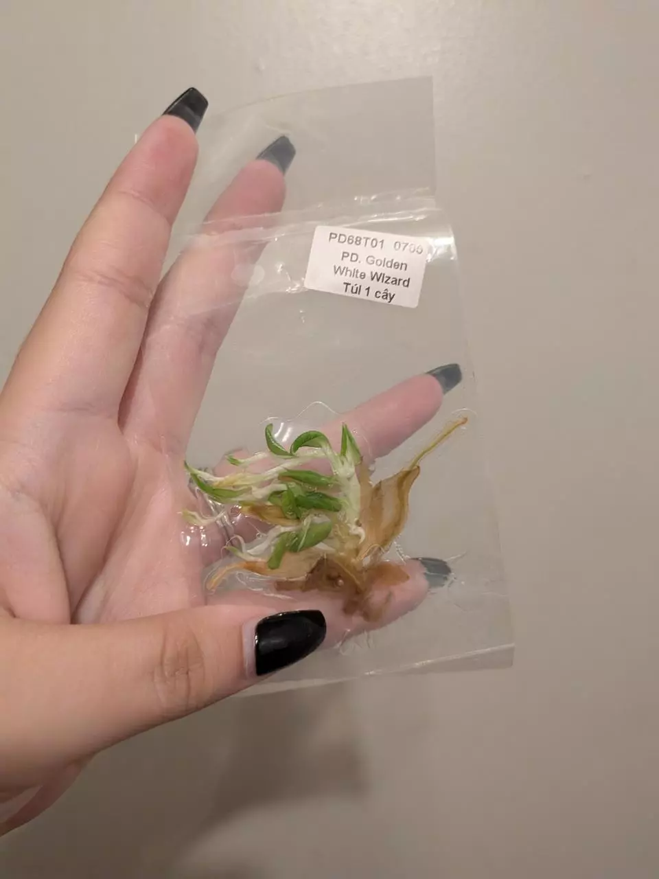 plant/Philo Golden White Wizard TC-0