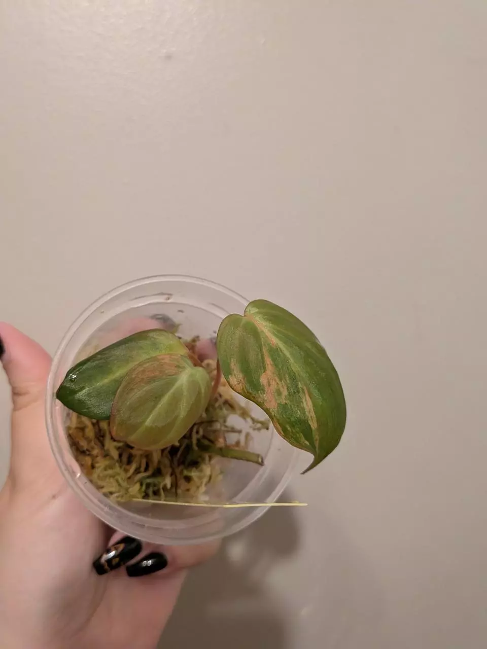 plant/Micans Aurea-0