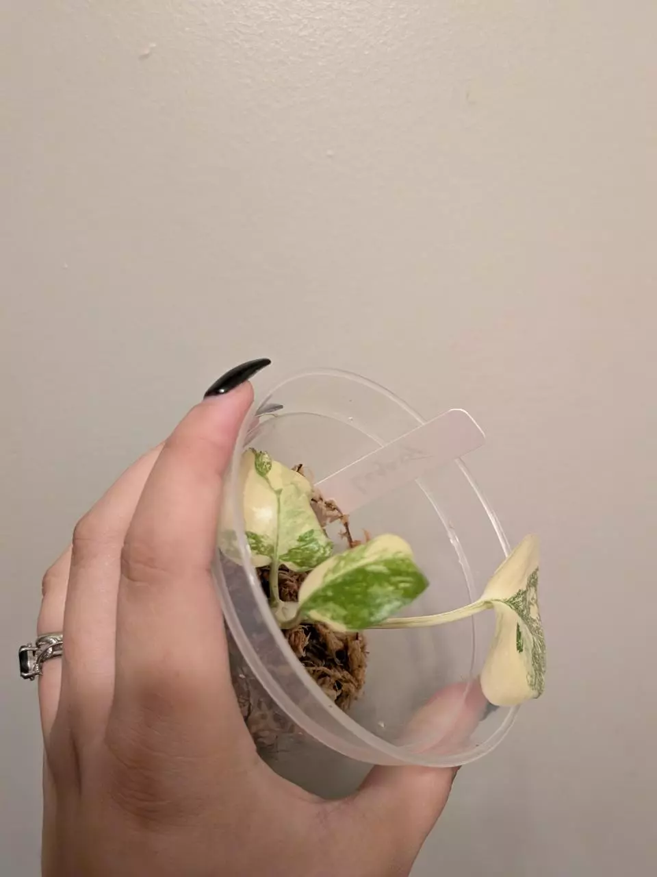 plant/Monstera Creme Brulee-1