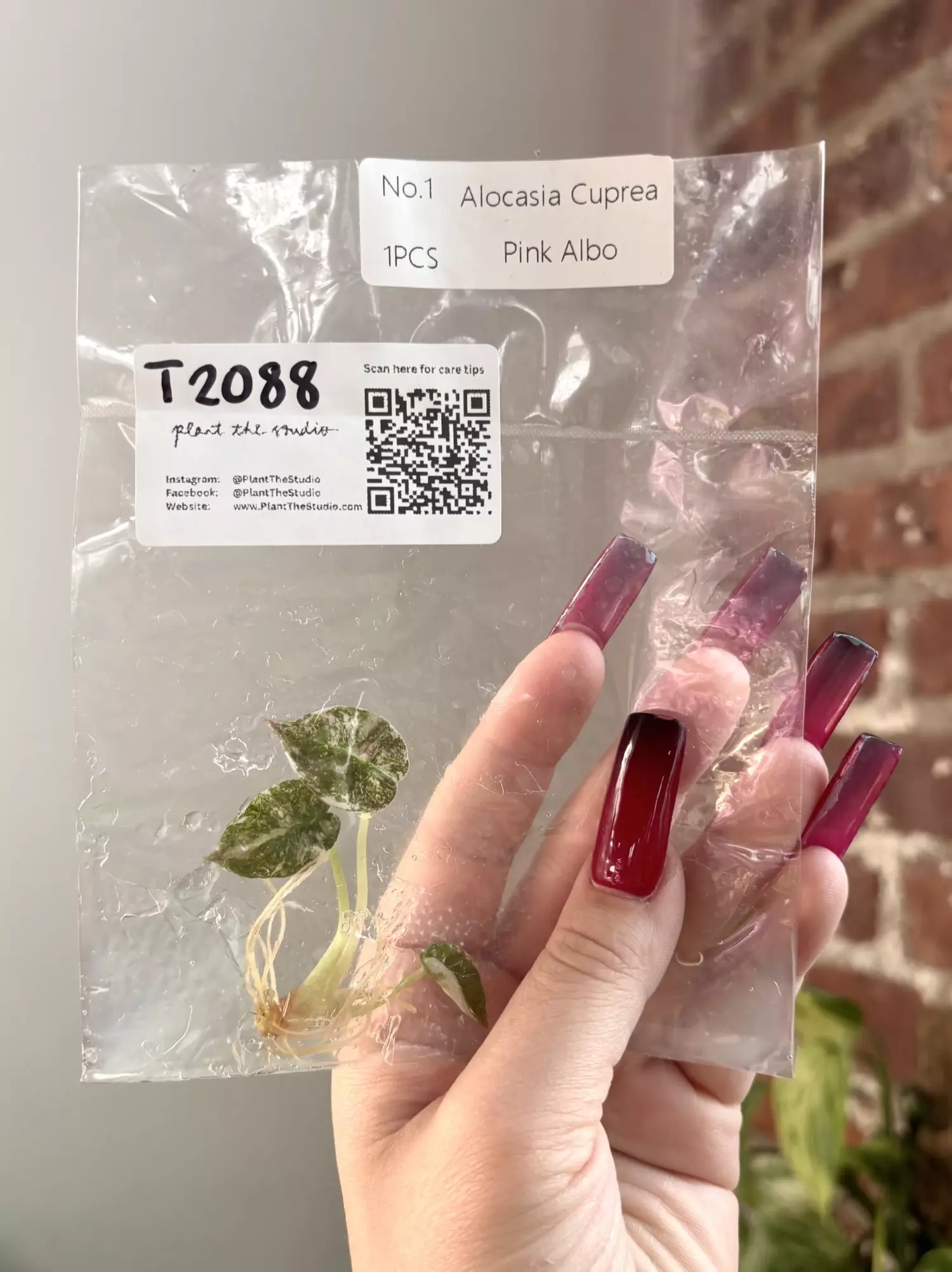 T2088 Alocasia Cuprea Pink Albo