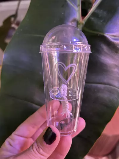 plant/Corm Cups-0-thumbnail