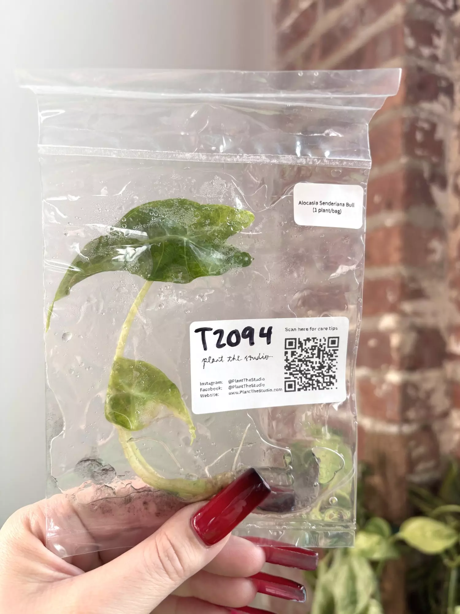 plant/T2094 Alocasia Sanderiana Bull with charcoal in agar-0