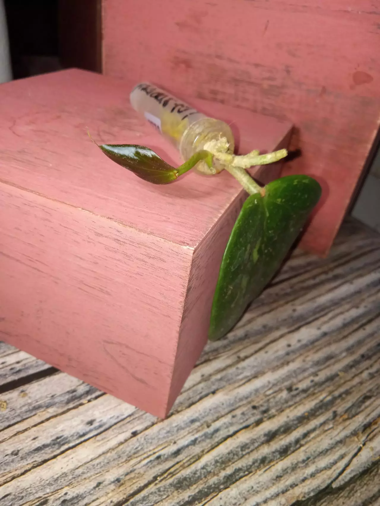 plant/Hoya latifolia snow queen-3