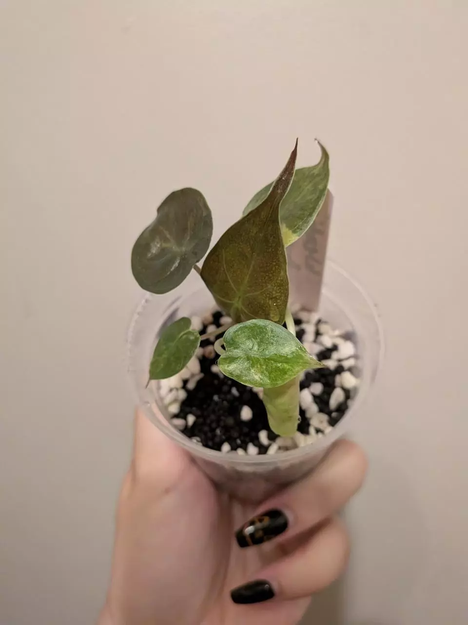 plant/Wentii Aurea-1