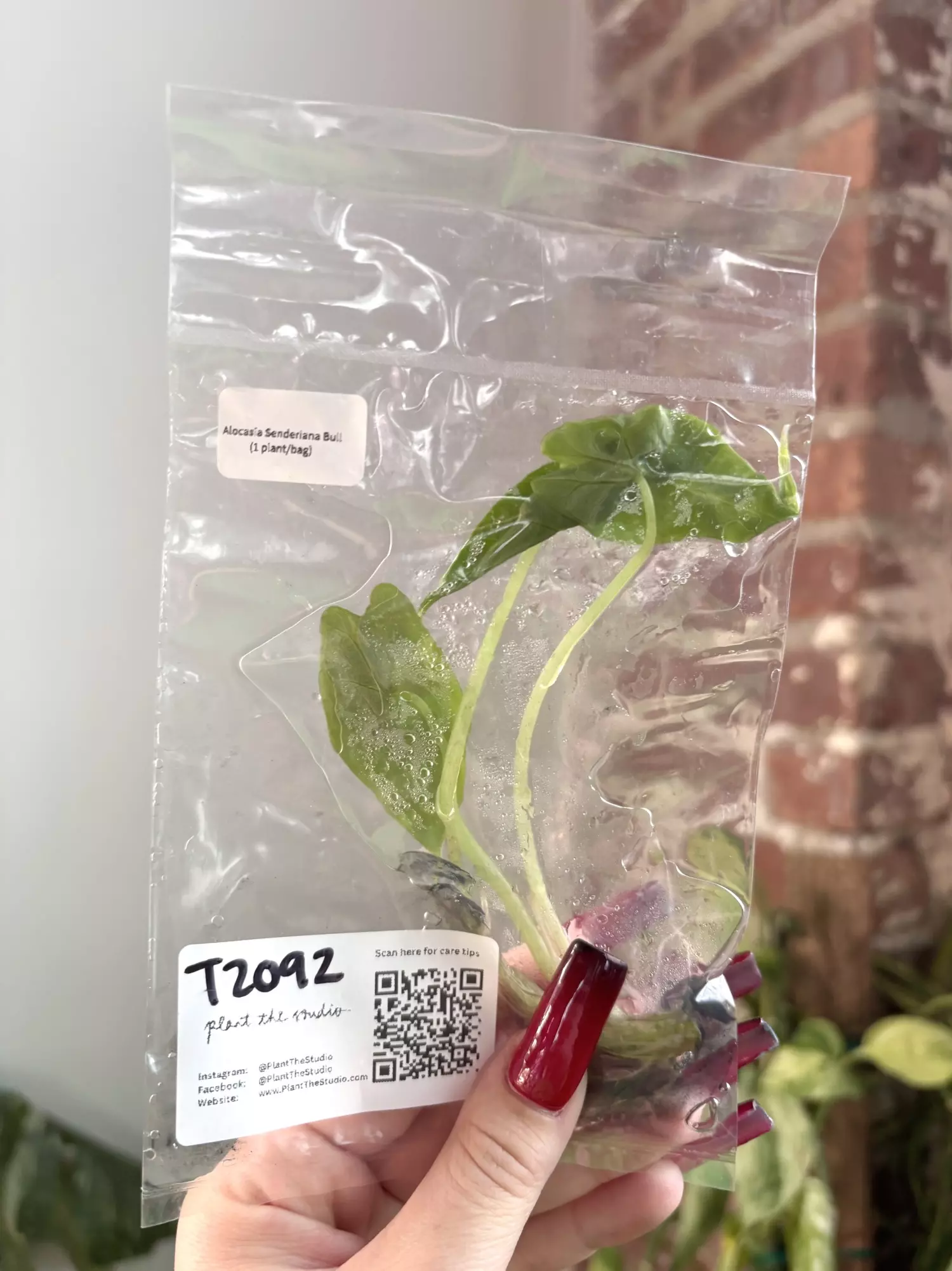 T2092 Alocasia Sanderiana Bull with charcoal in agar