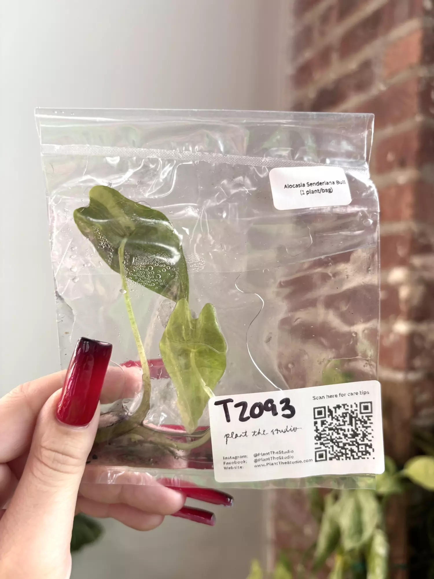 T2093 Alocasia Sanderiana Bull with charcoal in agar