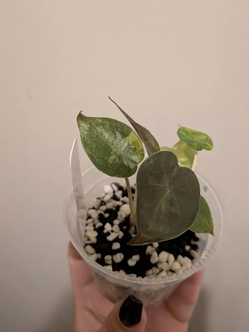 plant/Wentii Aurea-2