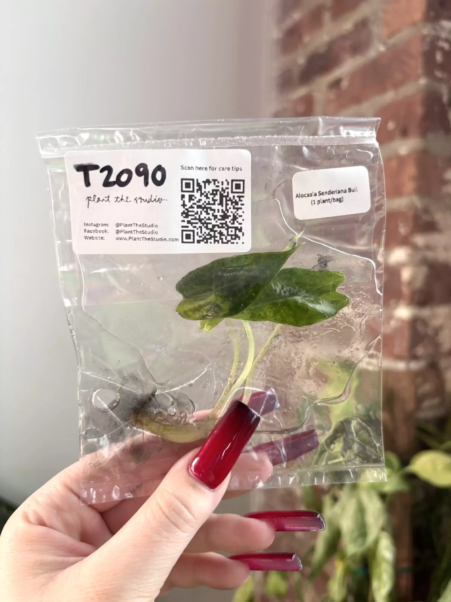 plant/T2090 Alocasia Sanderiana Bull with charcoal in agar-0