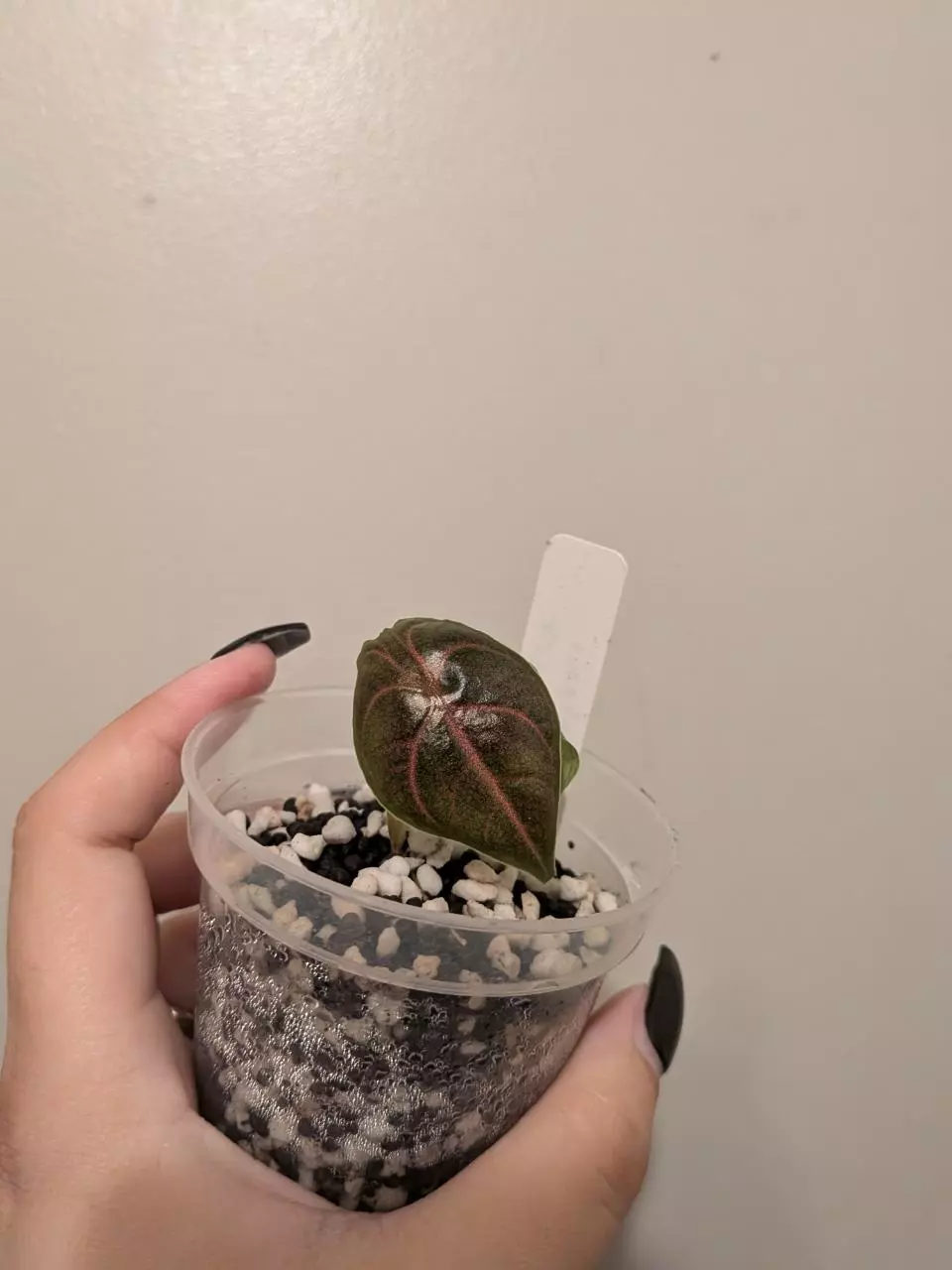 plant/Pink Azlanii Revert GC-0