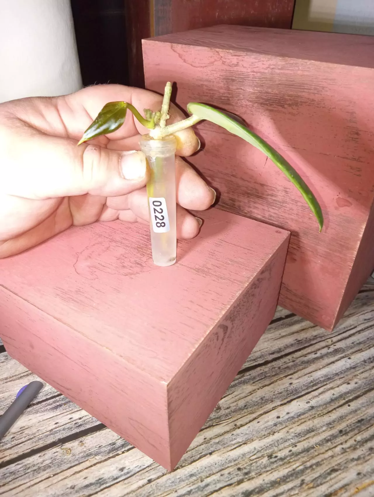 plant/Hoya latifolia snow queen-1