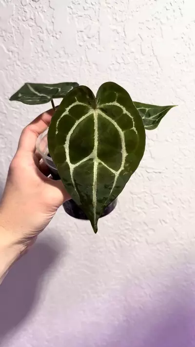 plant/Tezula Red Crystal x forgetii dark-1-thumbnail