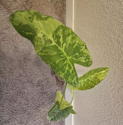 plant/alocasia acuminata tricolor CORM-0-thumbnail