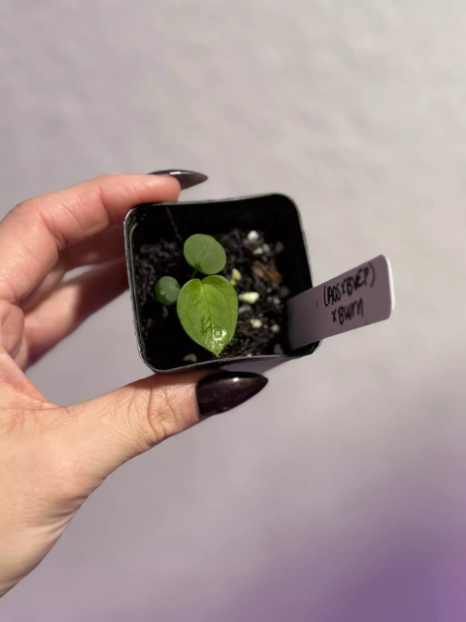 plant/1 seedling- (AOS x BVEP) x BWM-0