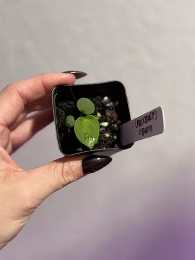 plant/1 seedling- (AOS x BVEP) x BWM-0-thumbnail