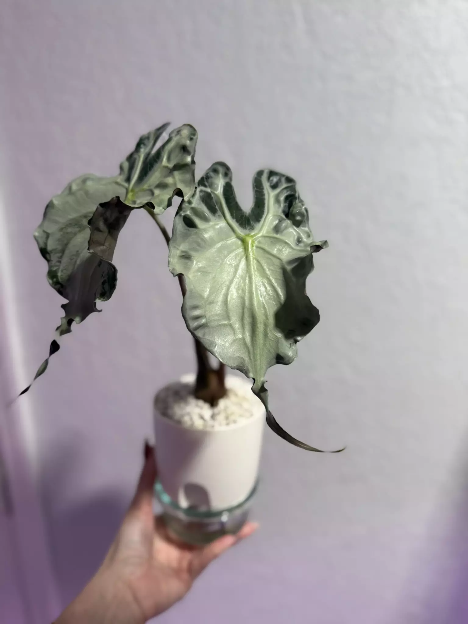 plant/Alocasia Venom Pup-2
