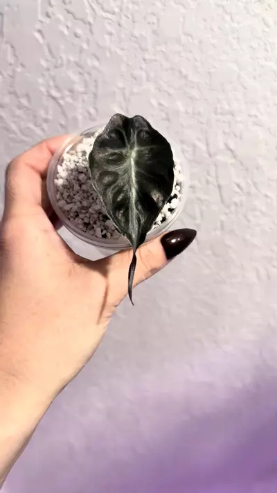 plant/Alocasia Venom Pup-1-thumbnail