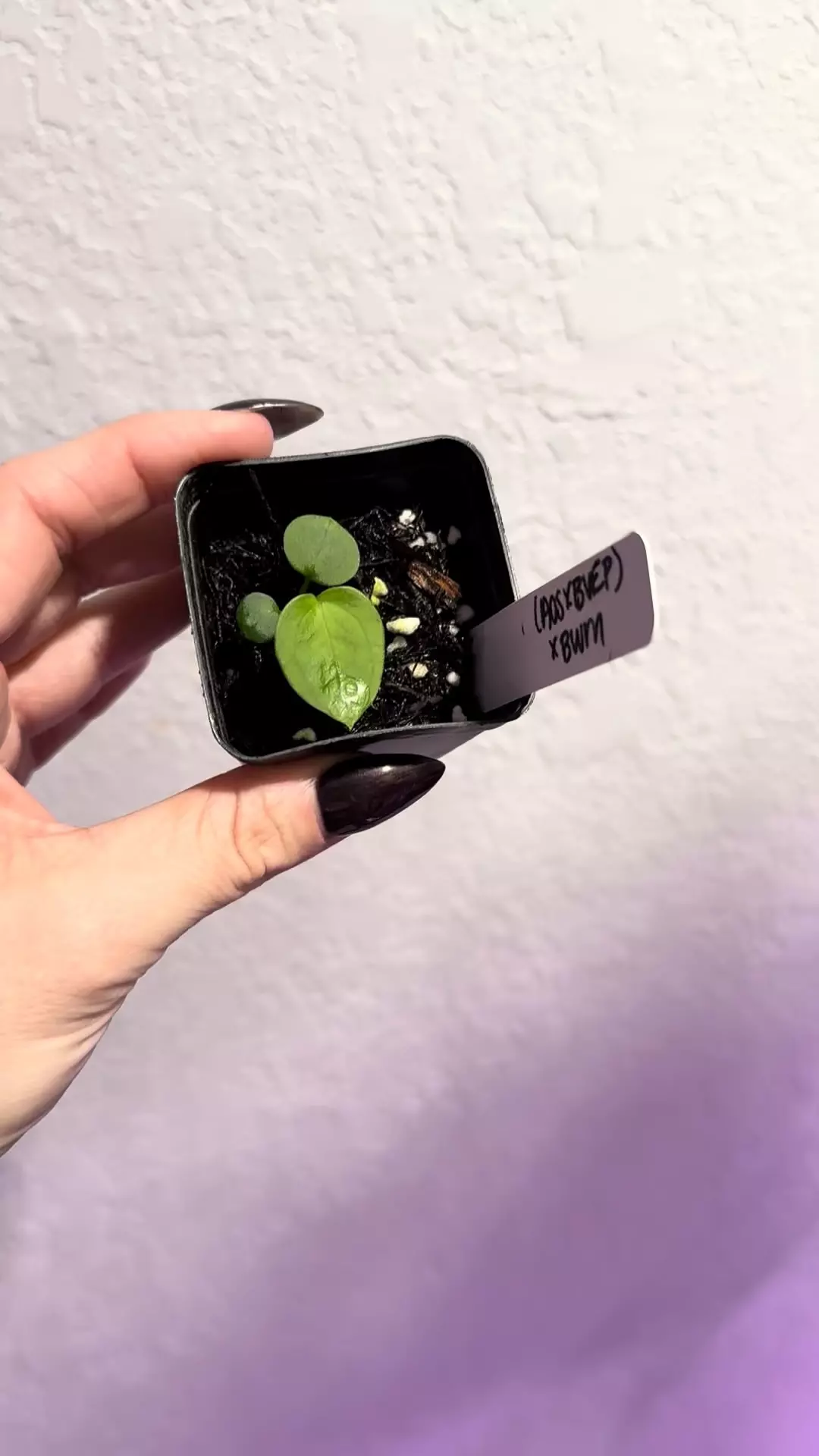 plant/1 seedling- (AOS x BVEP) x BWM-1