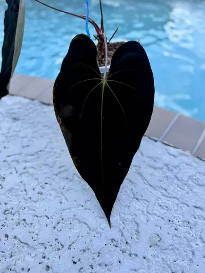 plant/1 seedling- (AOS x BVEP) x BWM-2-thumbnail