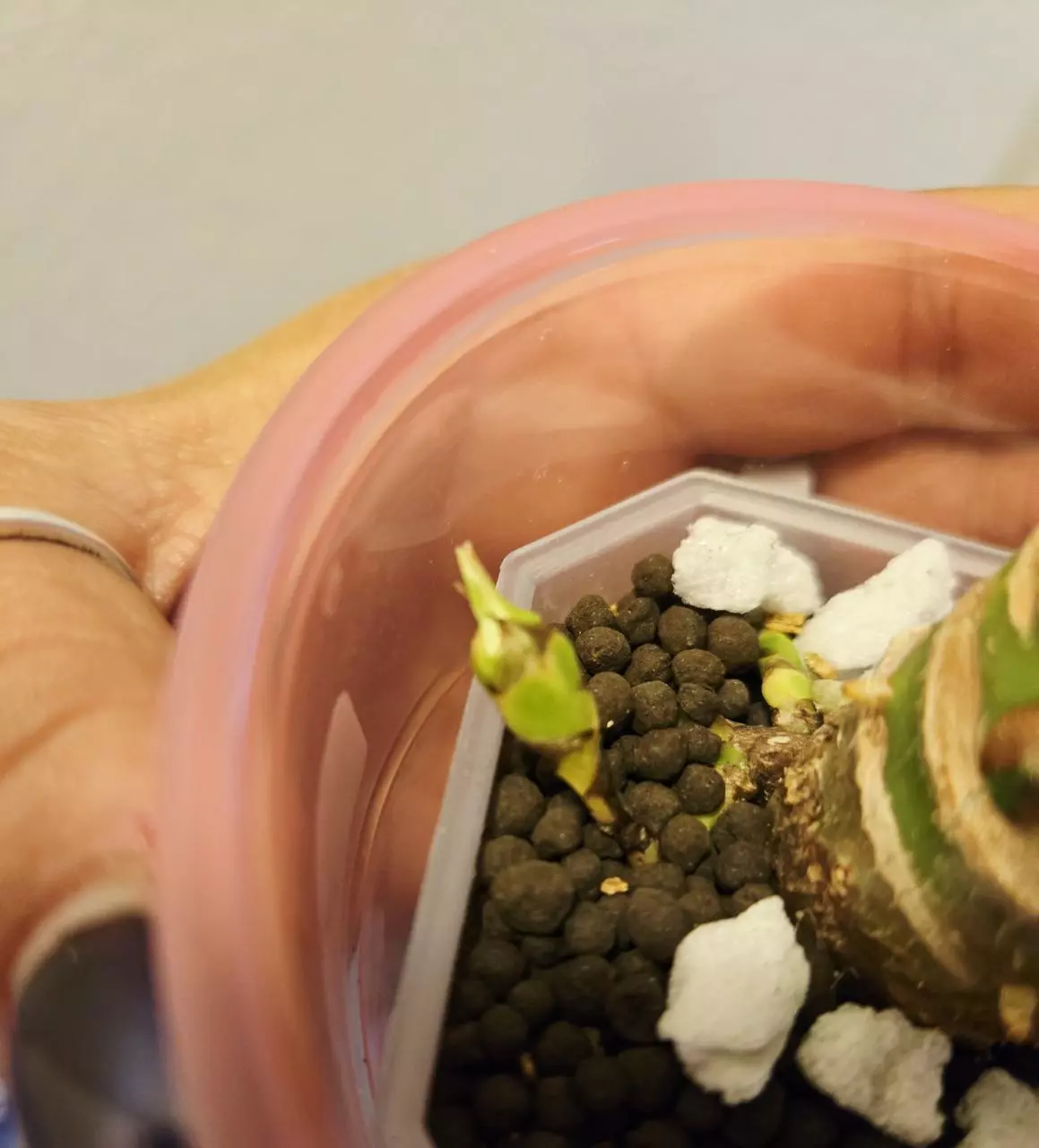 plant/alocasia acuminata tricolor CORM-1