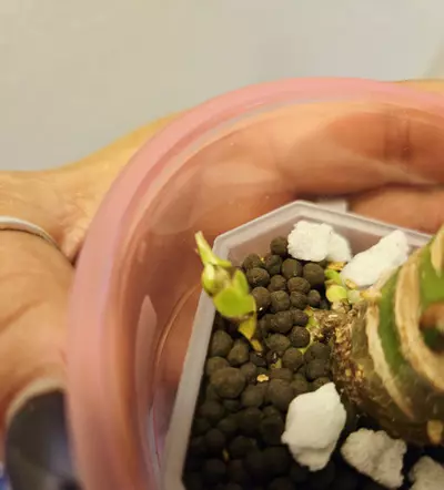 plant/alocasia acuminata tricolor CORM-1-thumbnail