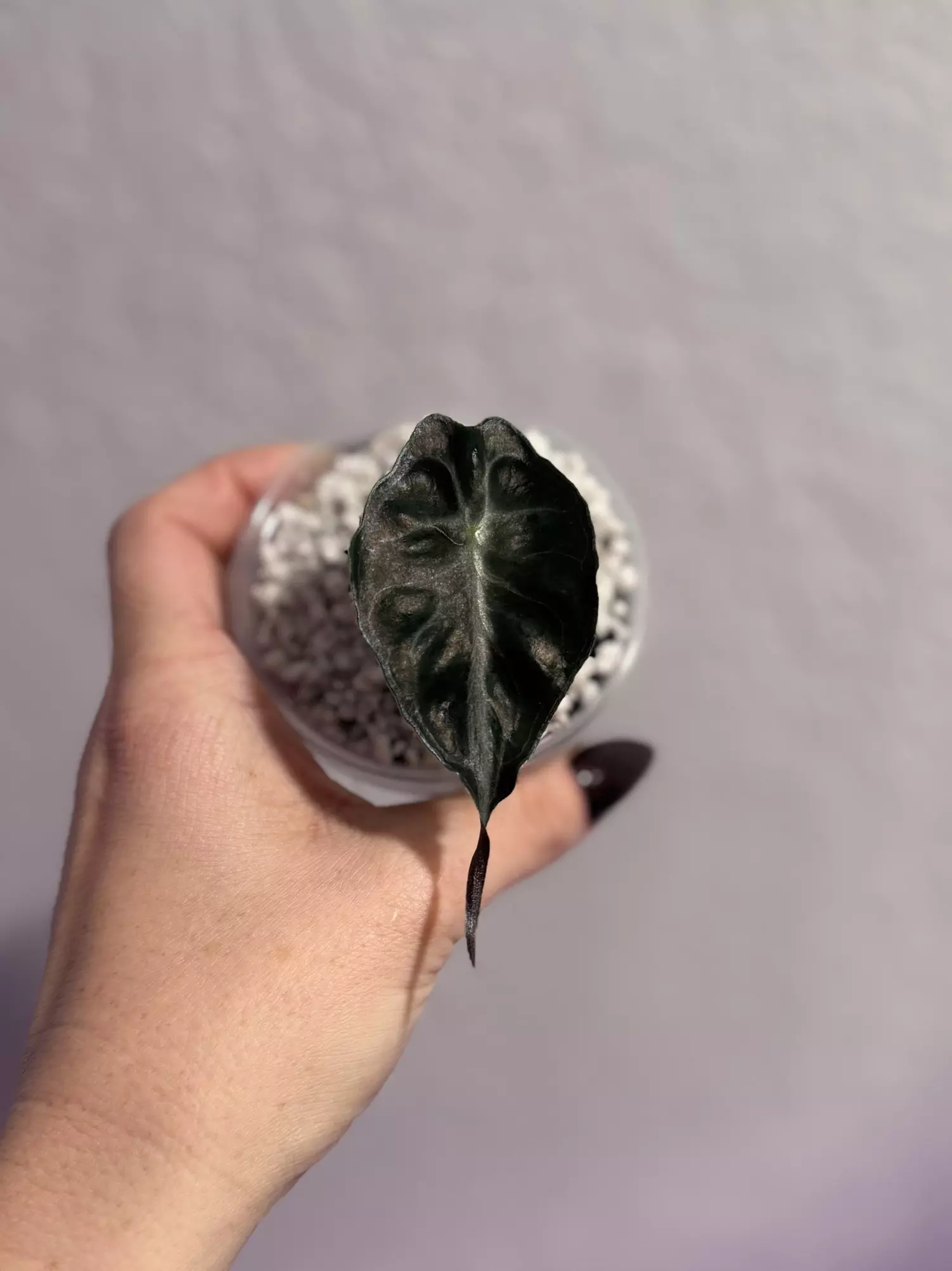 plant/Alocasia Venom Pup-0