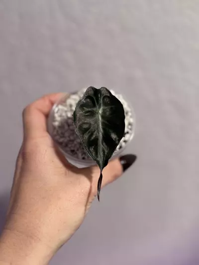 plant/Alocasia Venom Pup-0-thumbnail