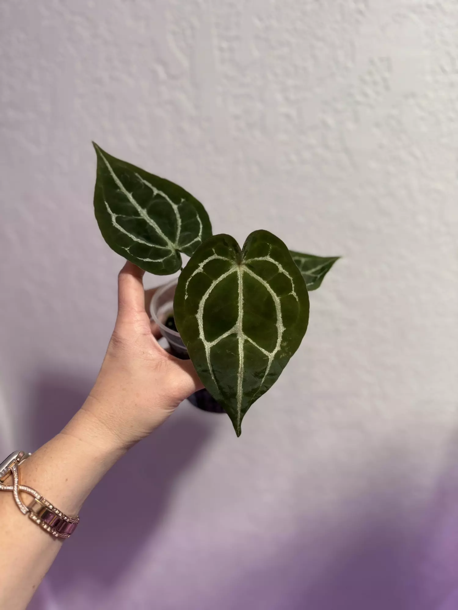 plant/Tezula Red Crystal x forgetii dark-0