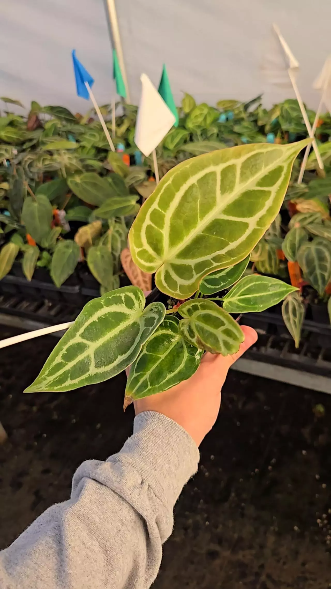 plant/TP08 Multihead. Crystal Queen f2-0