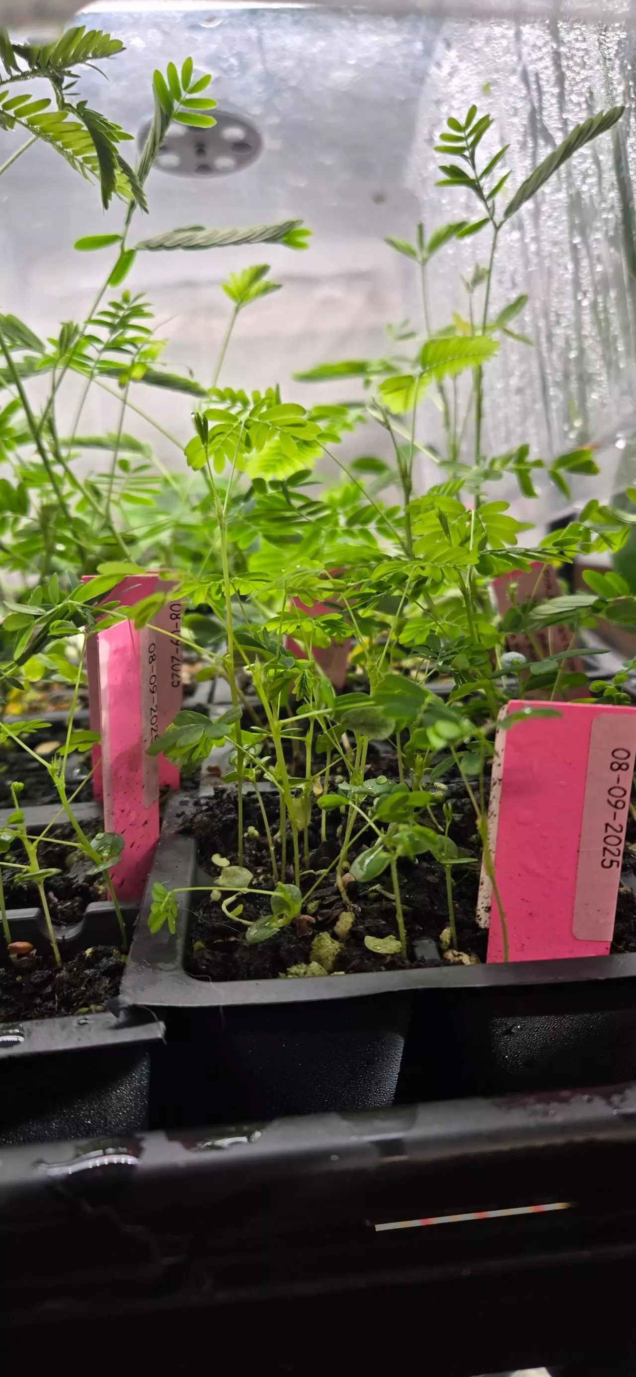 plant/Tickle me plant starter-0