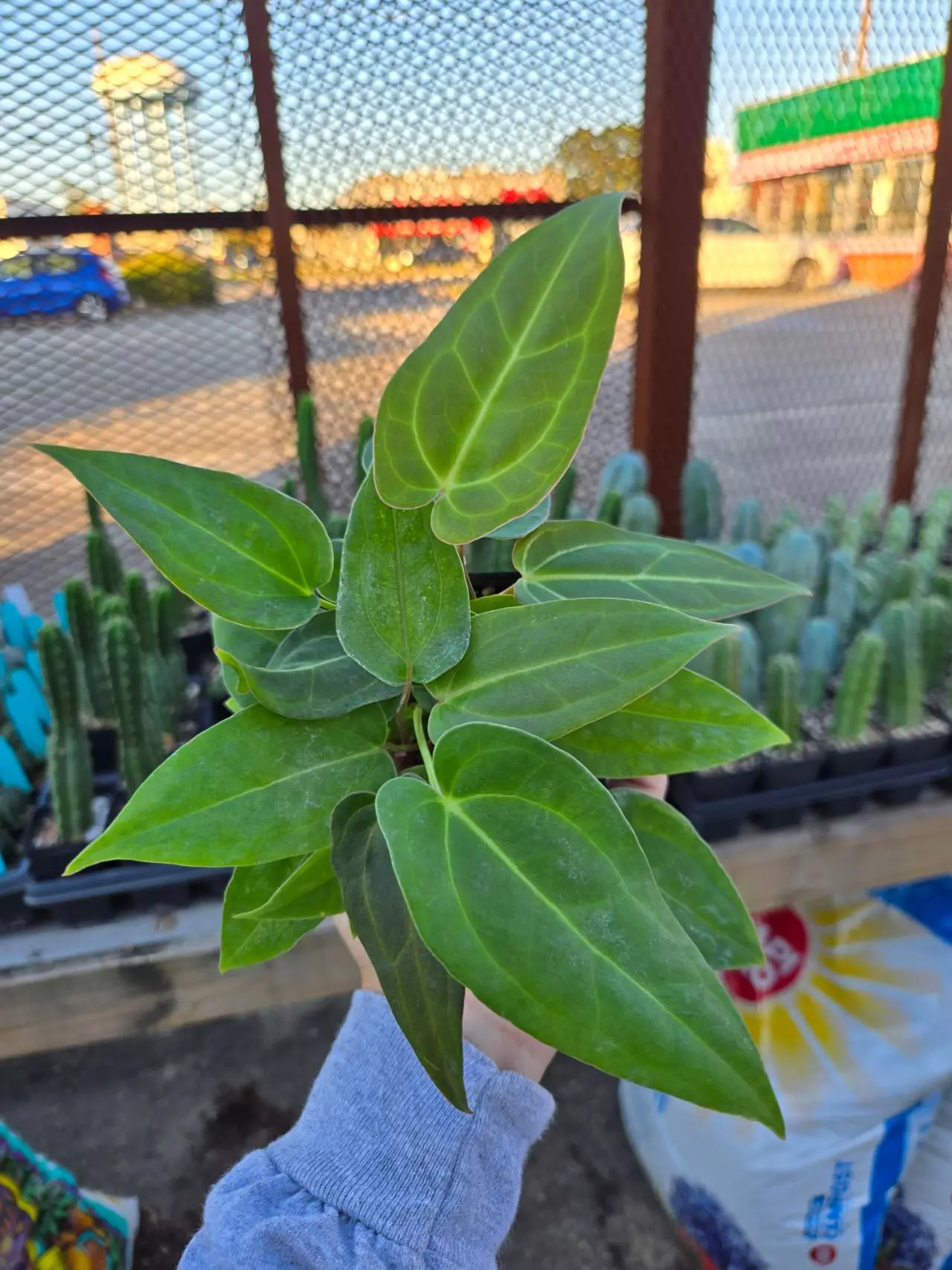 plant/TP47 Multipot. ( Tim Anderson Crystal Mag/ Tims Black) x open-1