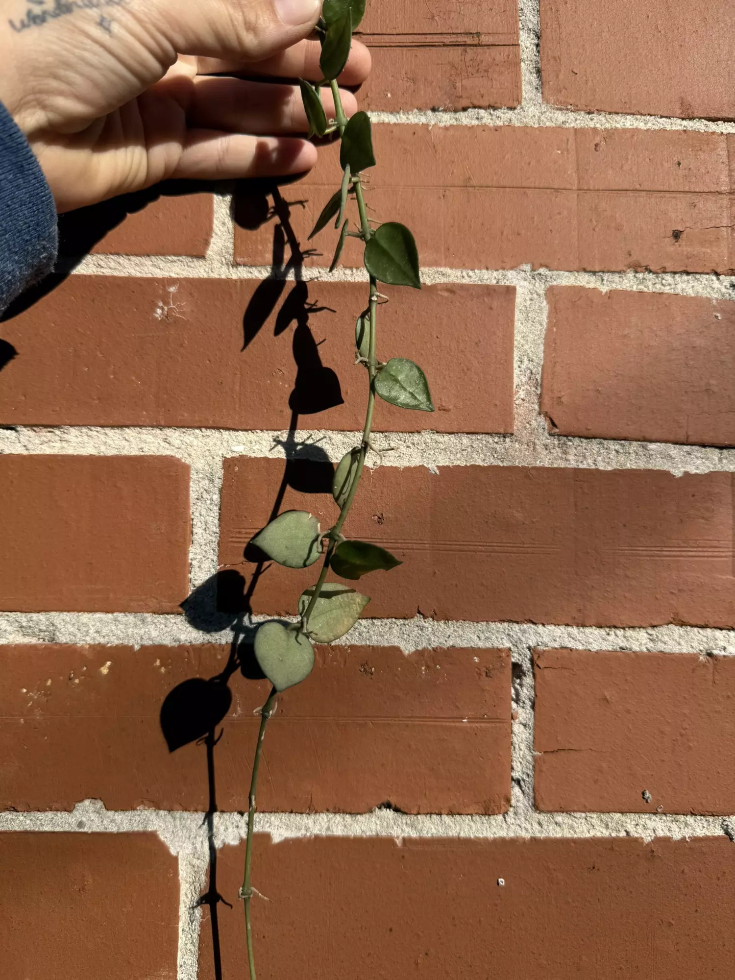 plant/Hoya eskimo splash cutting-2