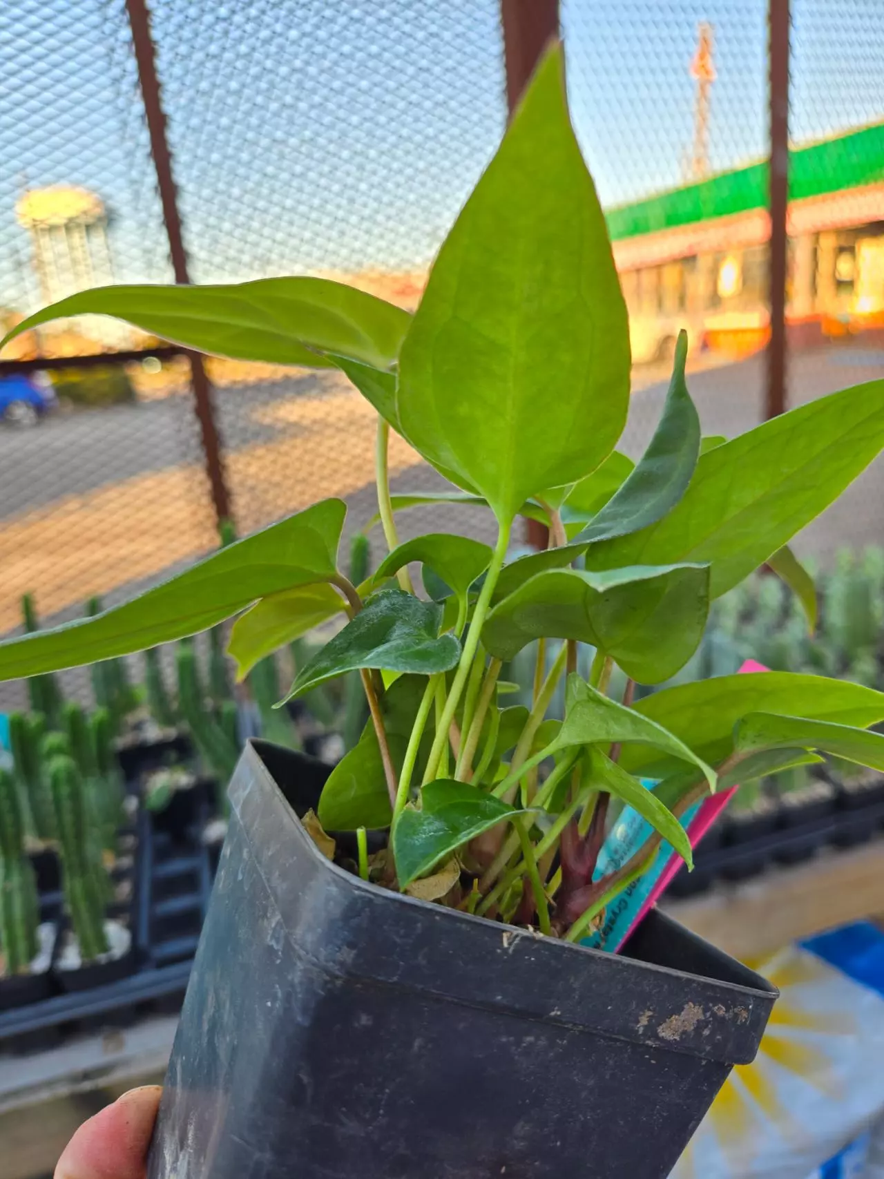 plant/TP47 Multipot. ( Tim Anderson Crystal Mag/ Tims Black) x open-3