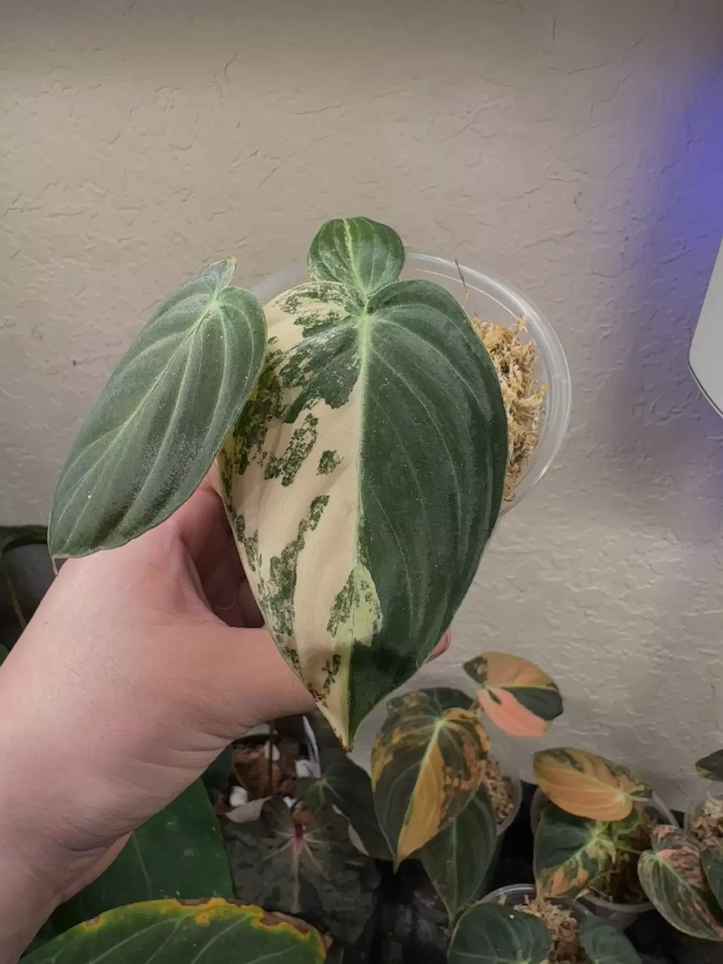 plant/Orange Melanochrysum-0