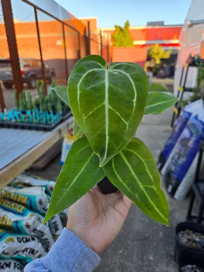 plant/TP42 multipot. Swampmannii Round x open-1-thumbnail