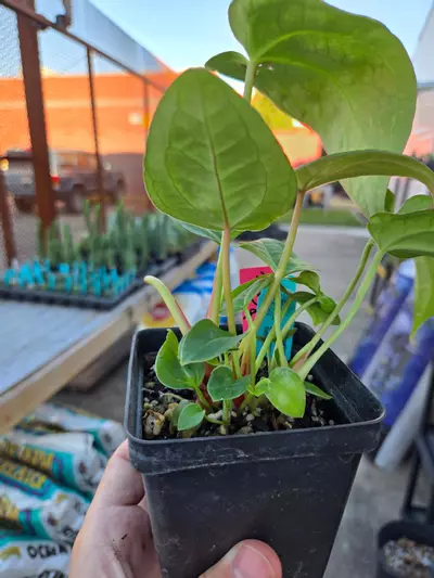 plant/TP42 multipot. Swampmannii Round x open-2-thumbnail